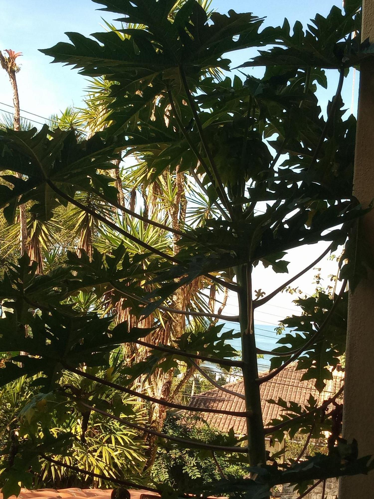 Suites Brilho Do Sol أوباتوبا المظهر الخارجي الصورة